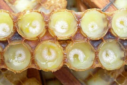 A méhpempő segít felgyorsítani a pénisz növekedését
